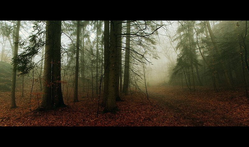 foggy forest with autumn leaves