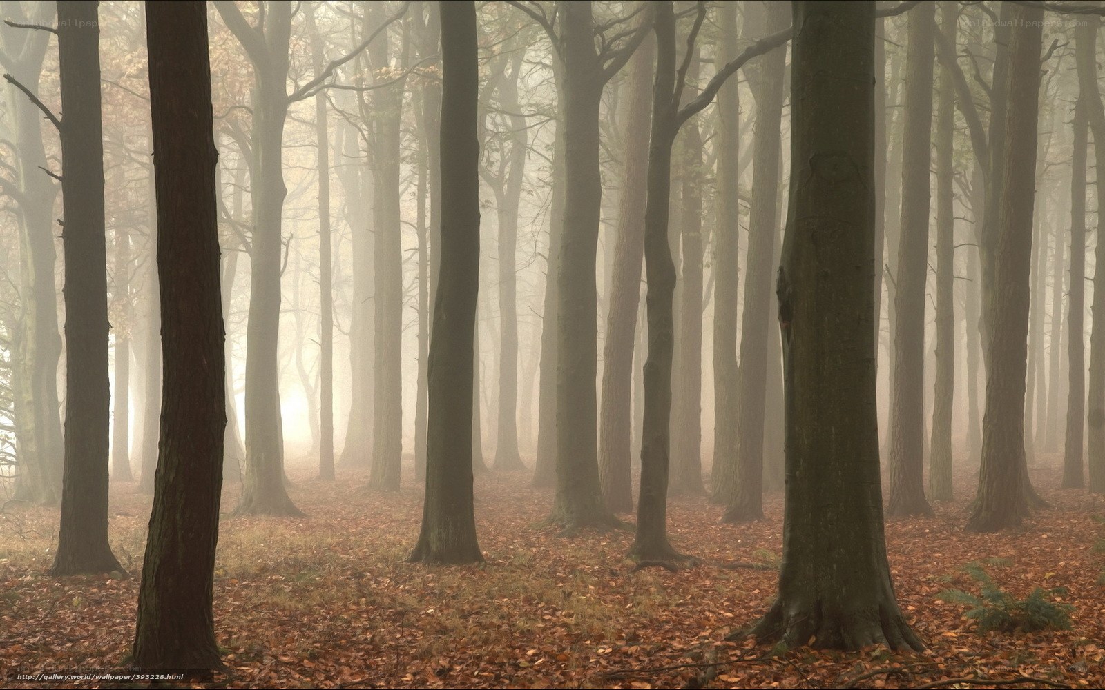 Foggy forest with autumn leaves