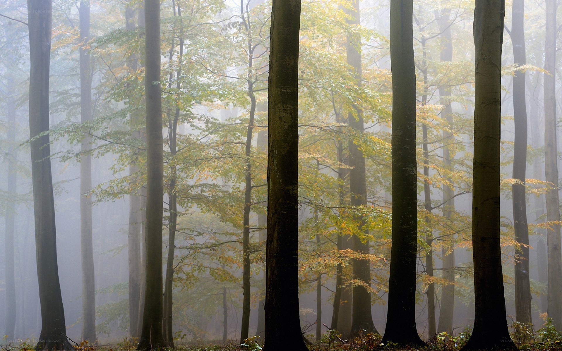 Foggy forest with autumn trees