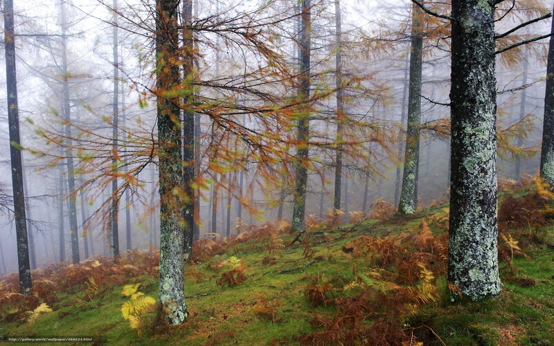 Foggy forest with autumn trees