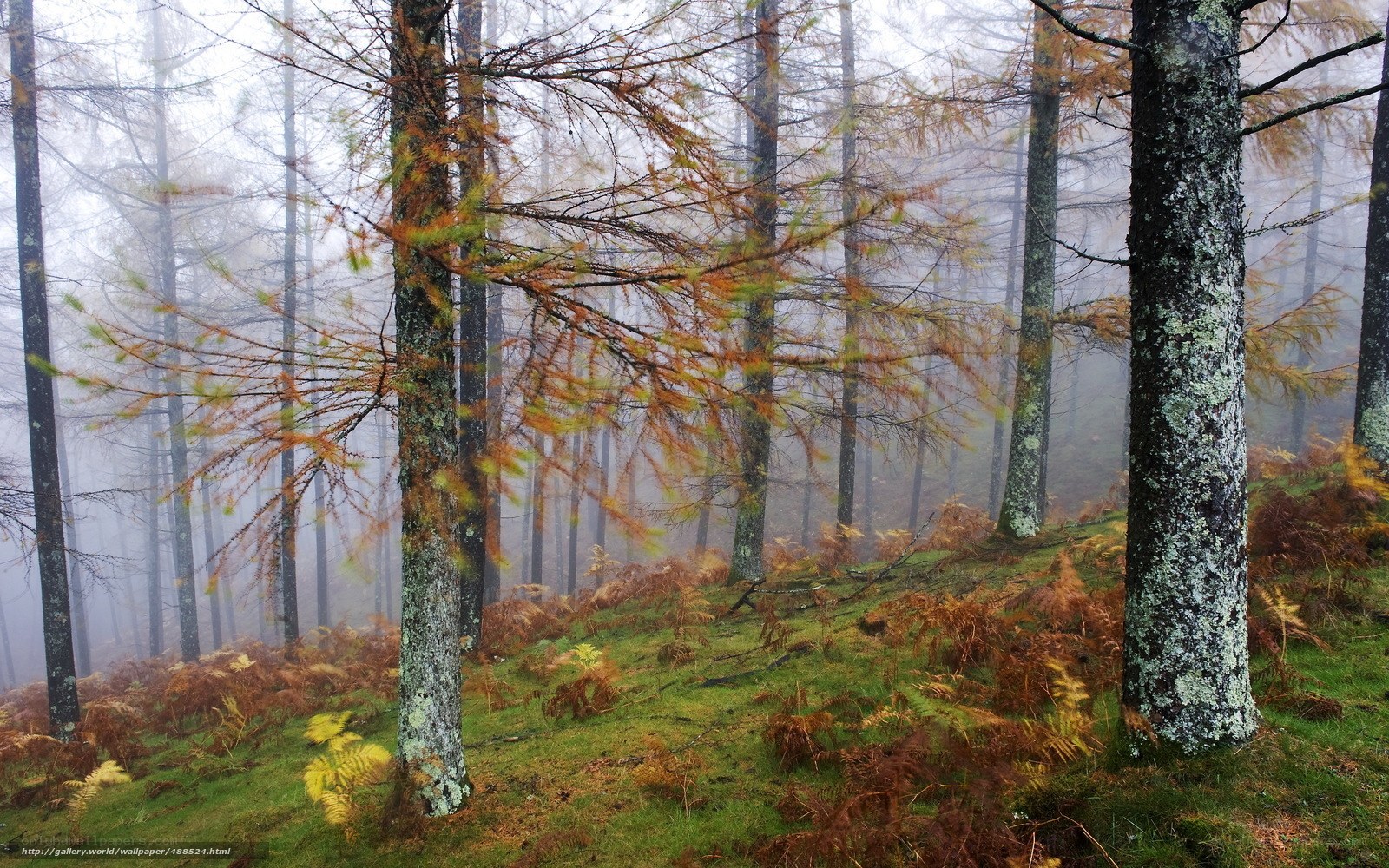 Foggy forest with autumn trees