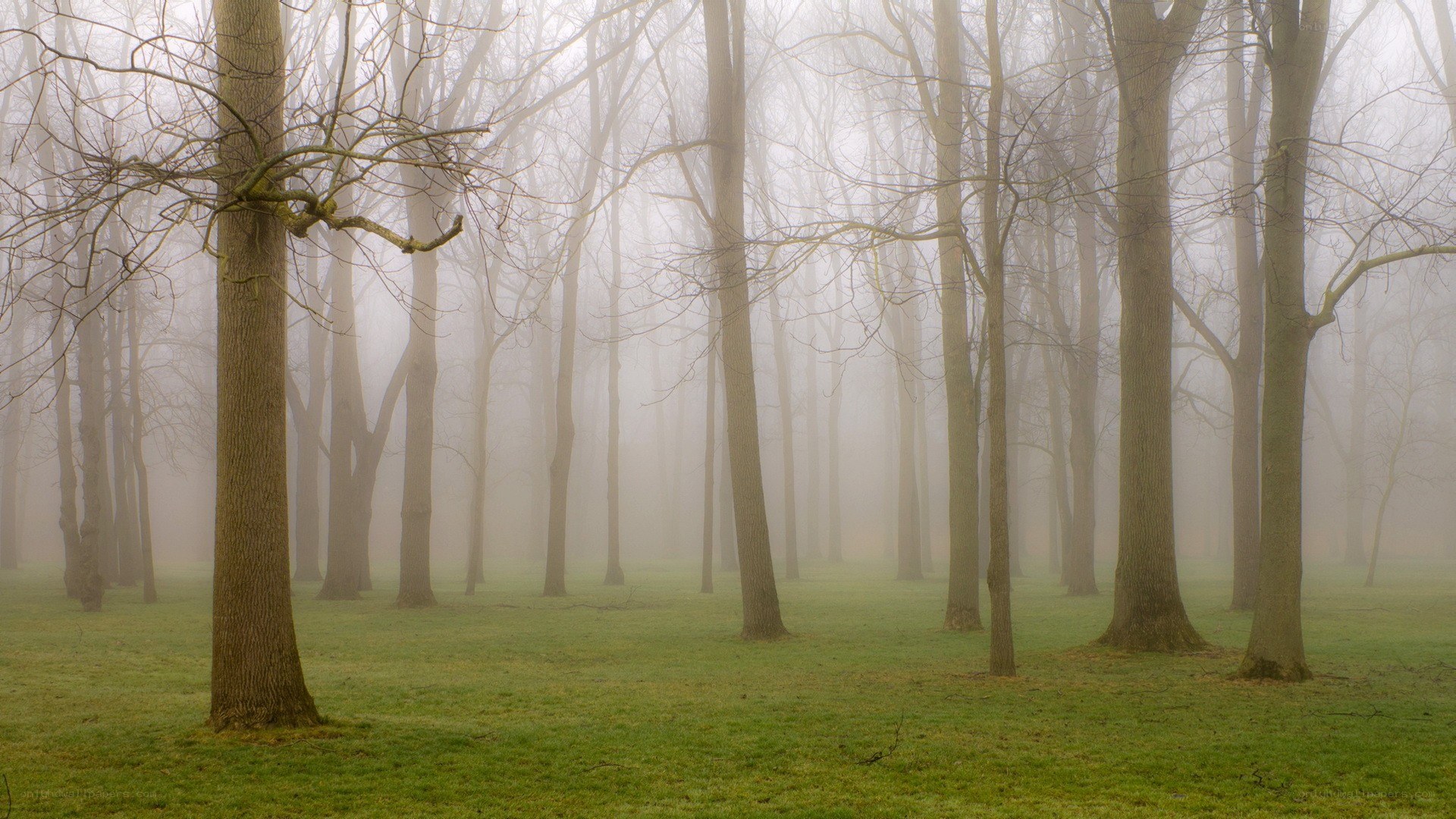 Foggy forest with bare trees