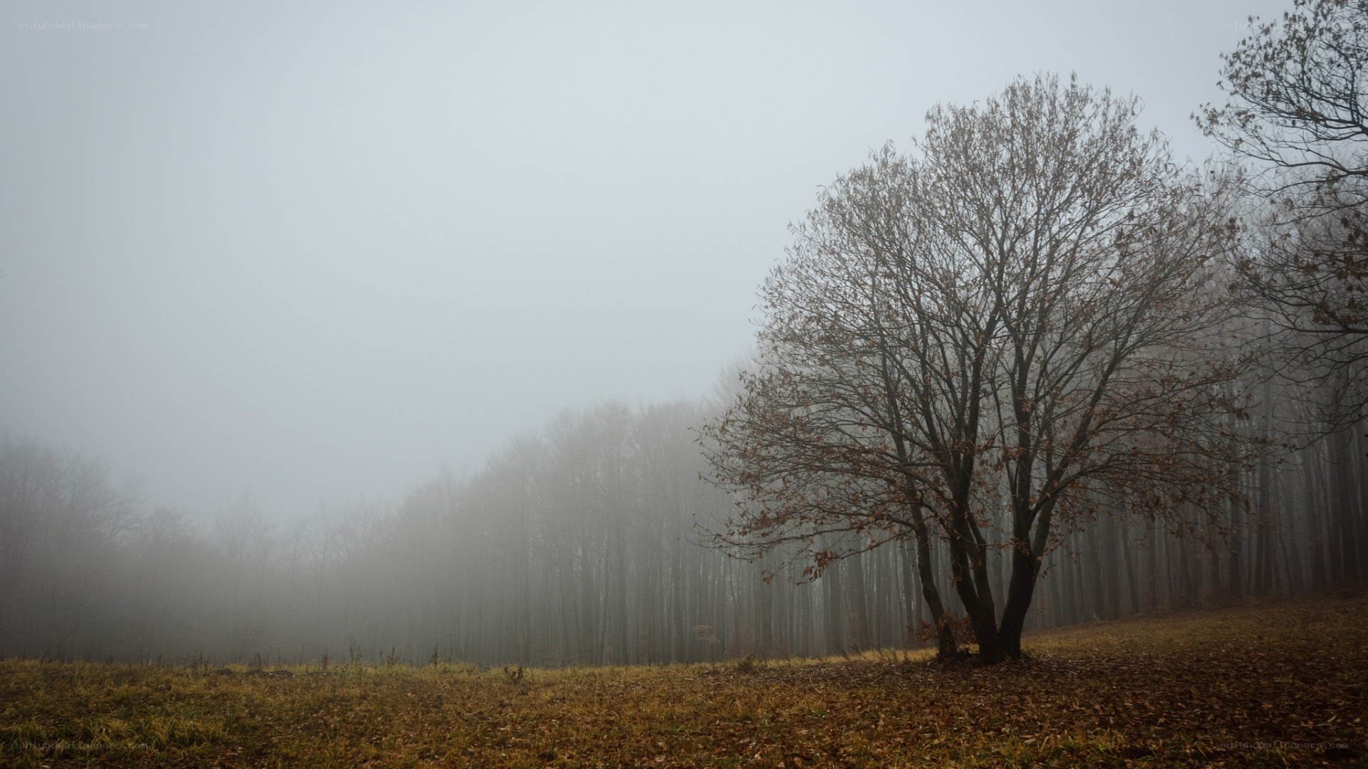 Foggy forest with bare trees