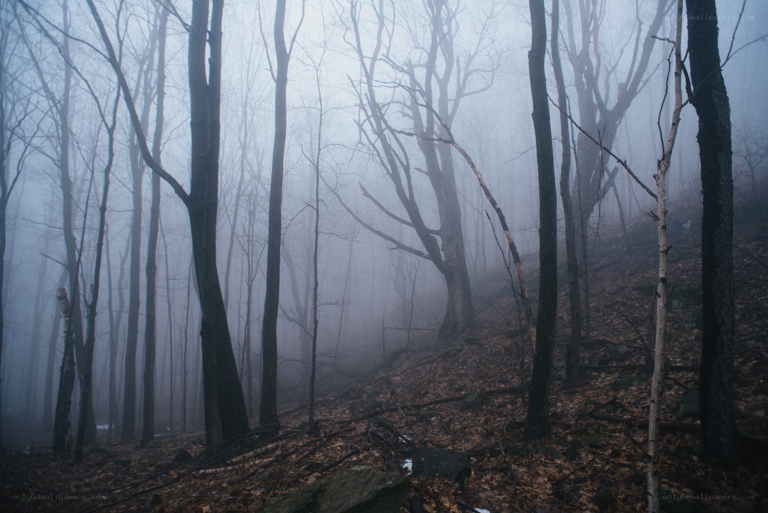 Foggy forest with bare trees