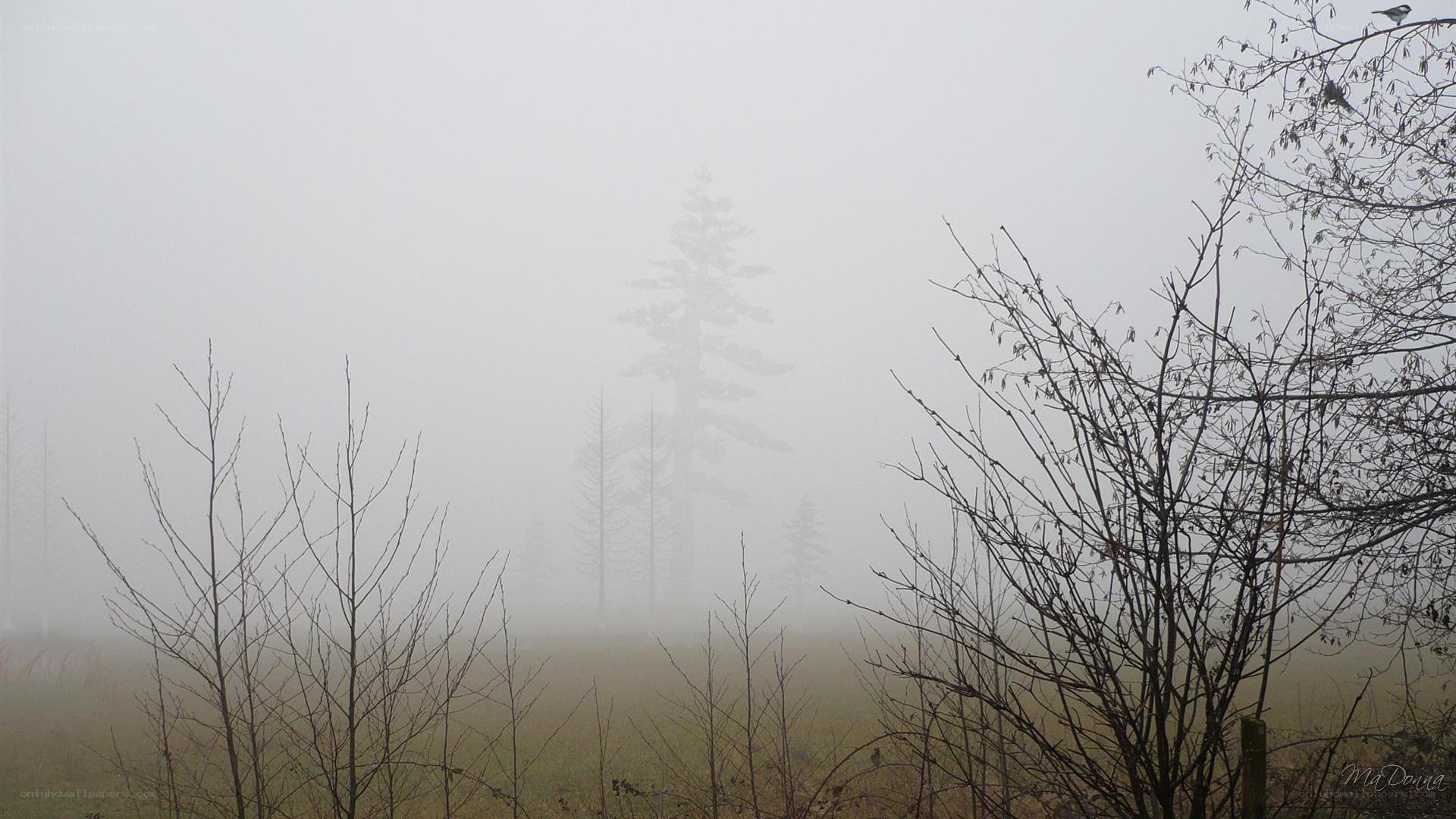 Foggy forest with bare trees