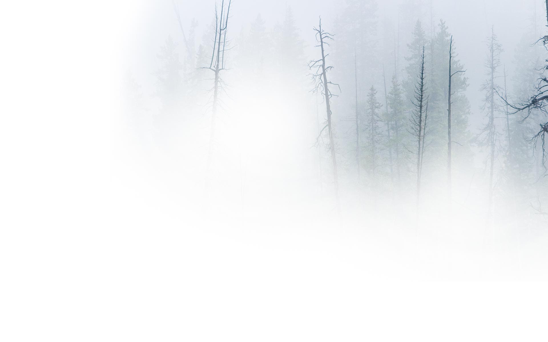 Foggy forest with bare trees