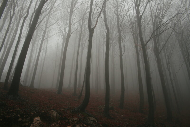 Foggy forest with bare trees