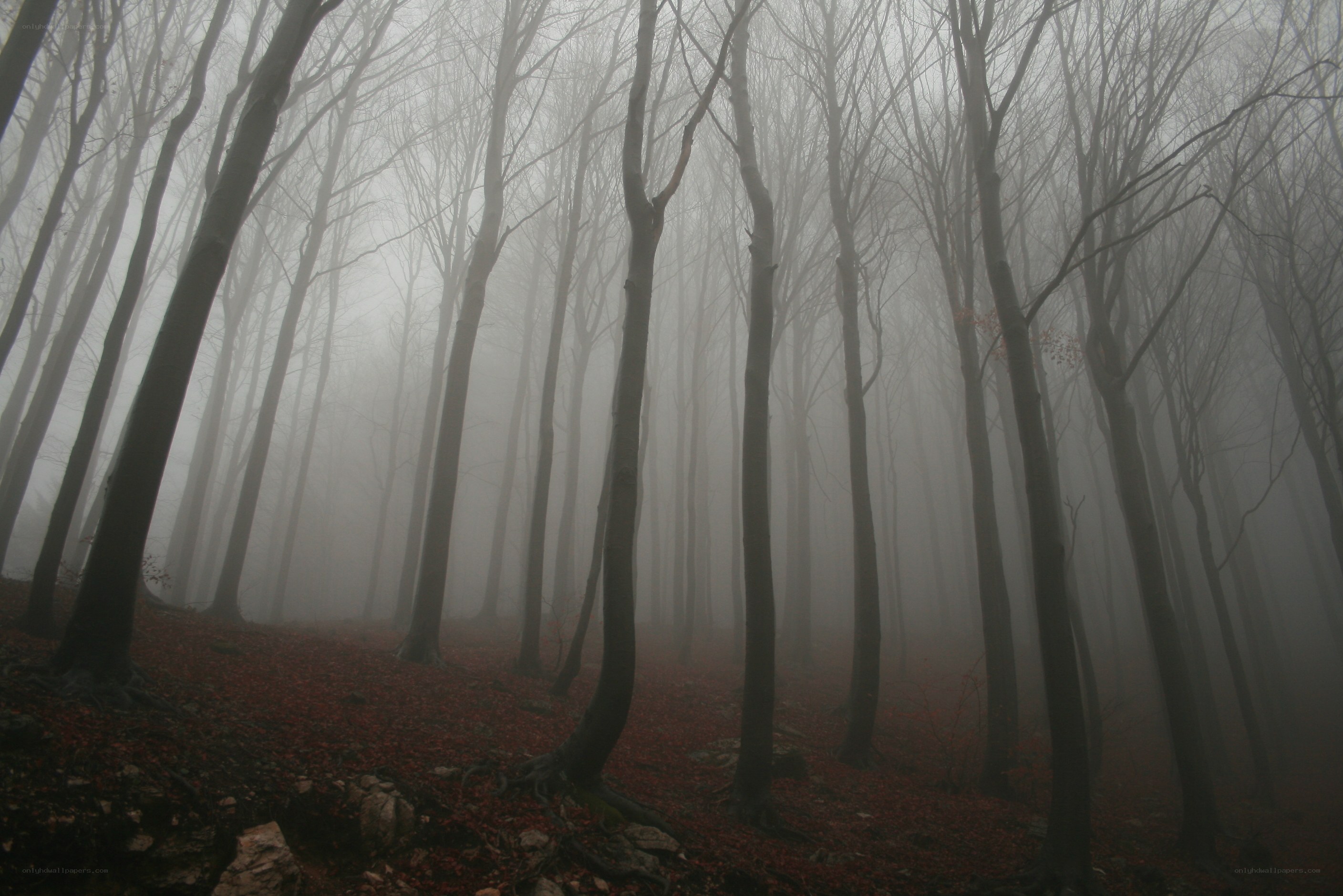 Foggy forest with bare trees