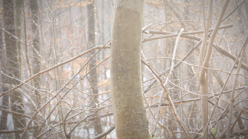 foggy forest with bare trees