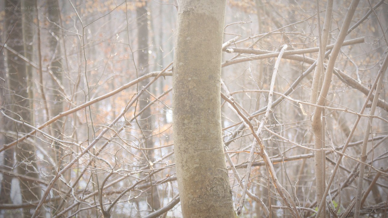 foggy forest with bare trees