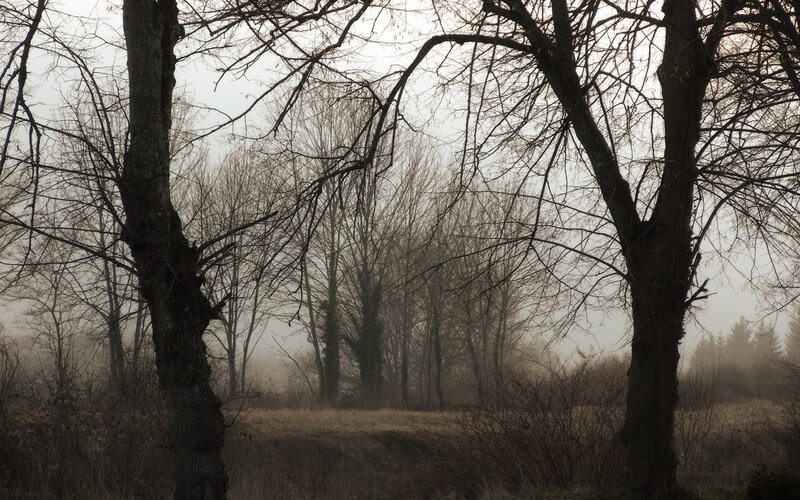Foggy forest with bare trees