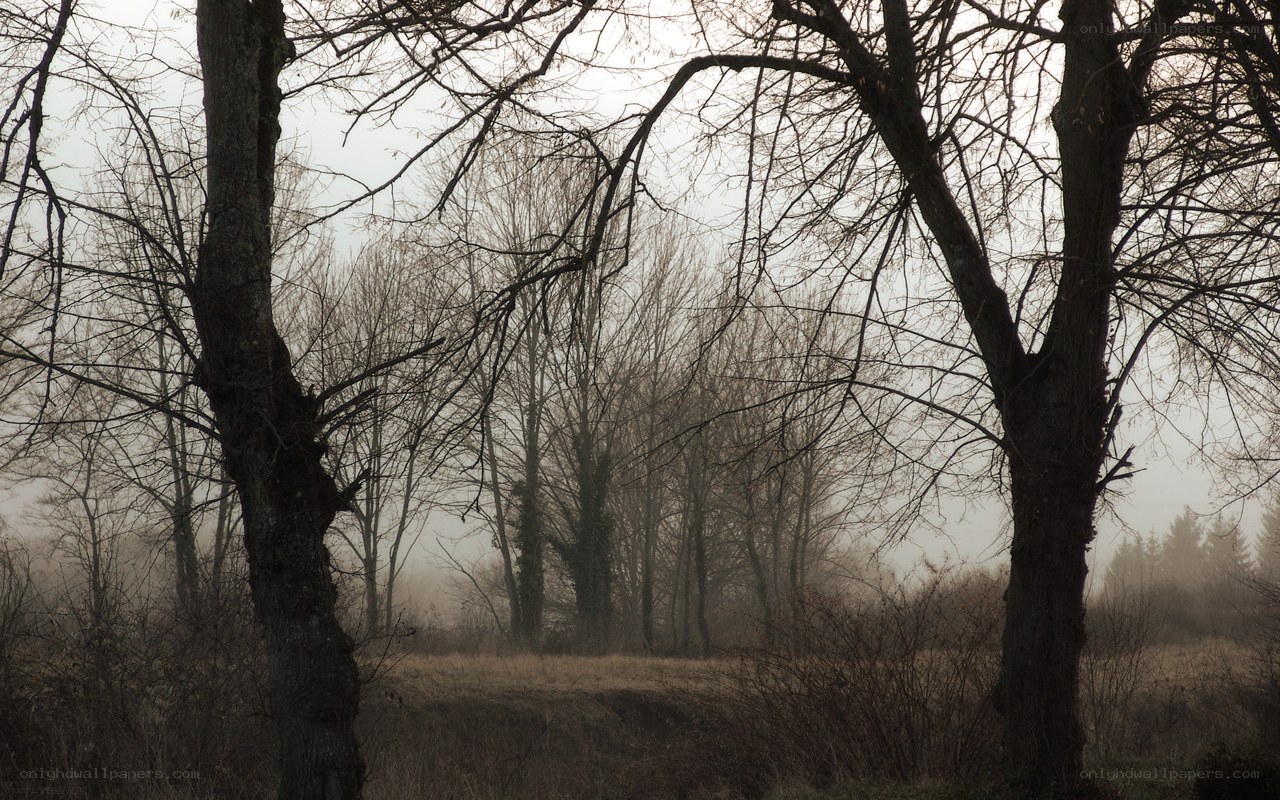 Foggy forest with bare trees