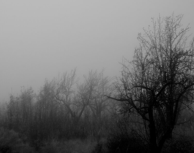 Foggy forest with bare trees