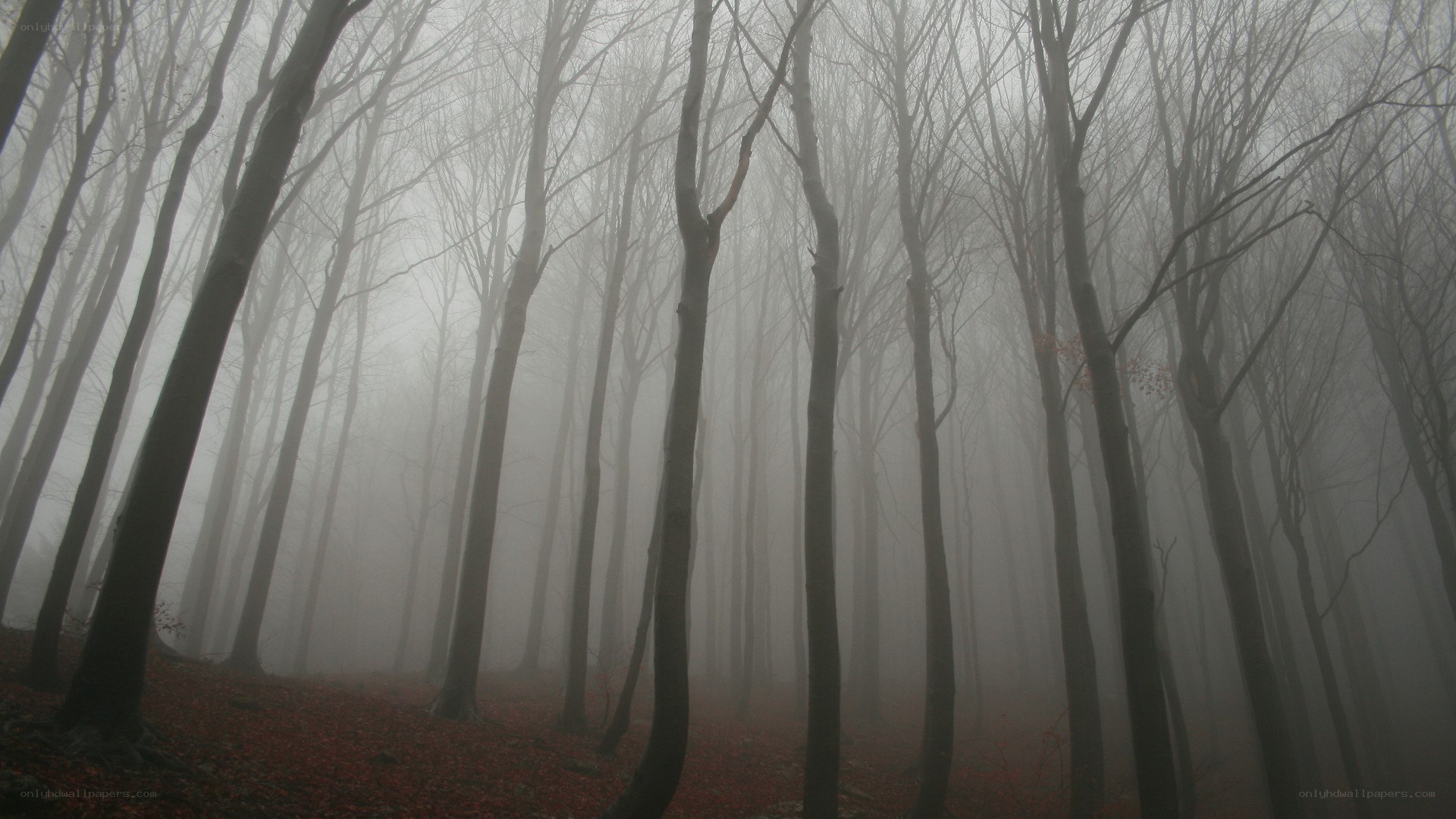foggy forest with bare trees