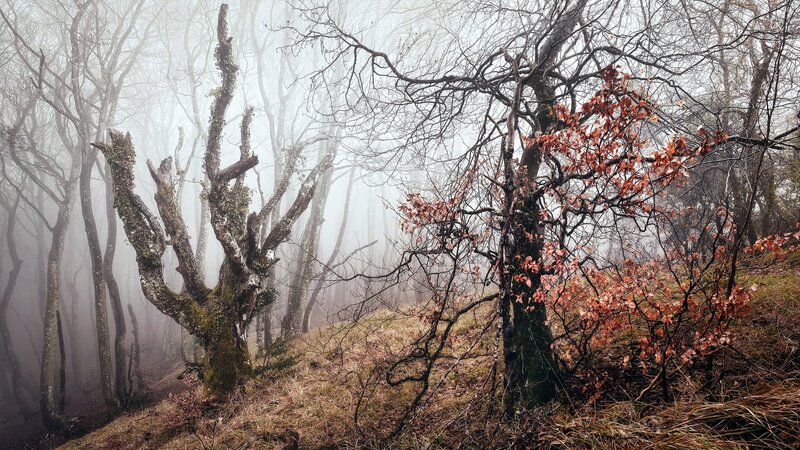 Foggy Forest with Bare Trees — Gray