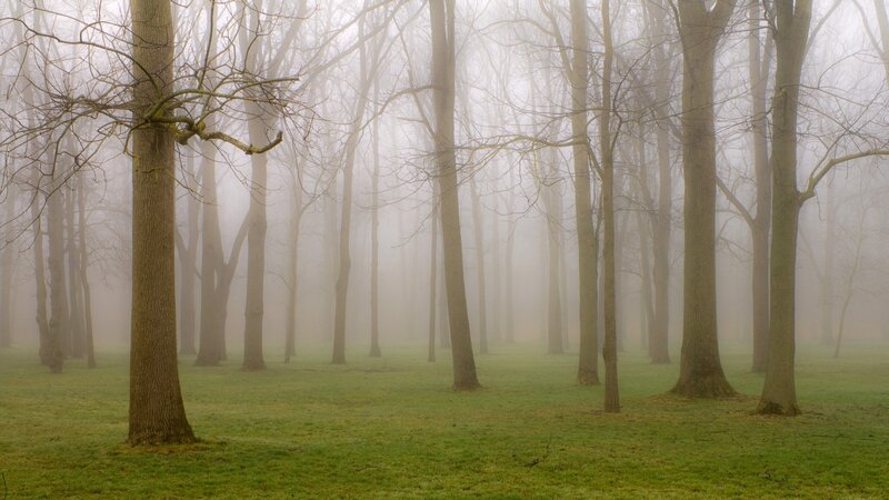Foggy forest with bare trees