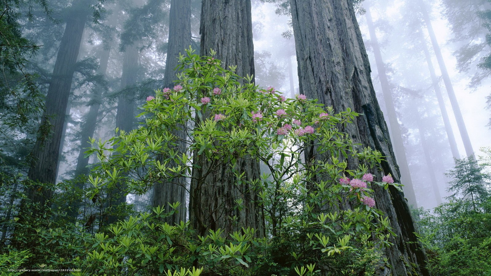 Foggy forest with blooming shrubs