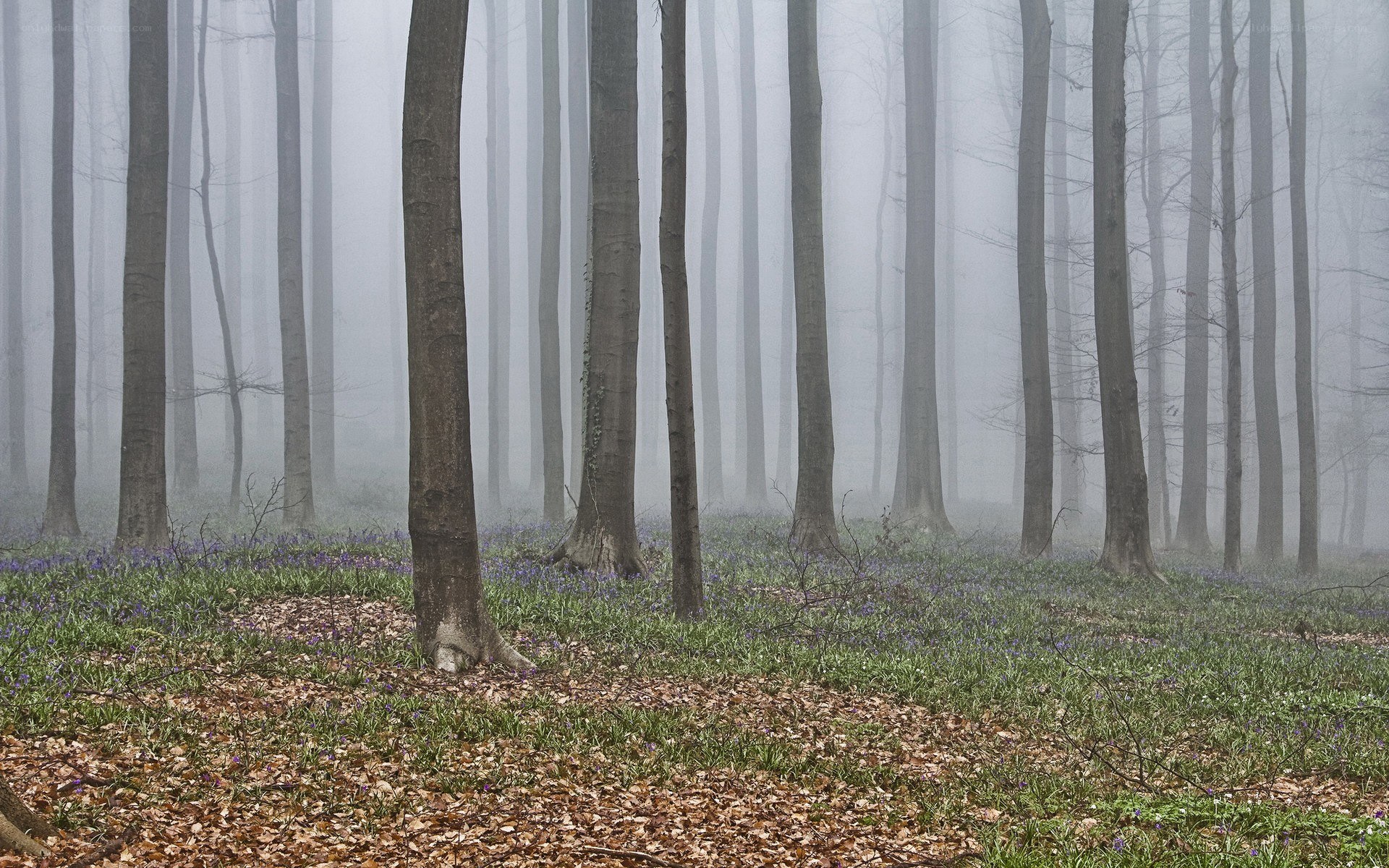 Foggy forest with bluebells