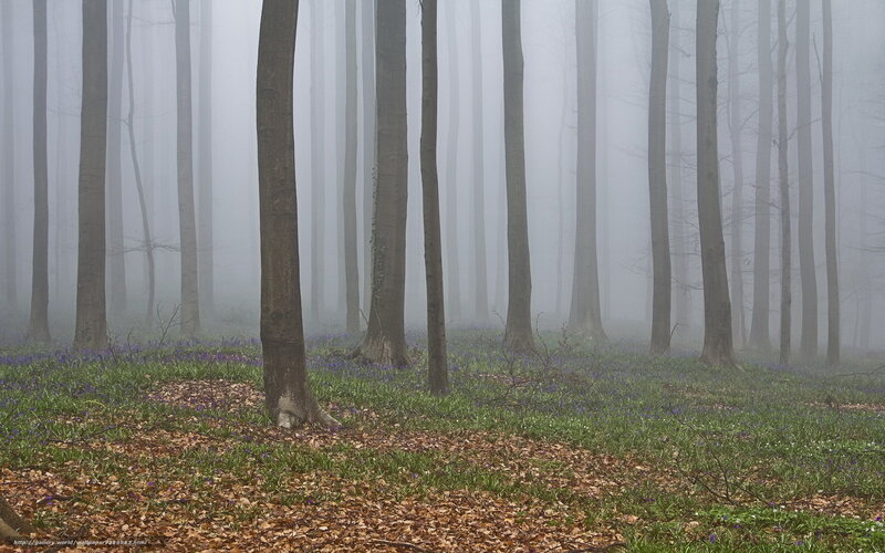 Foggy forest with bluebells