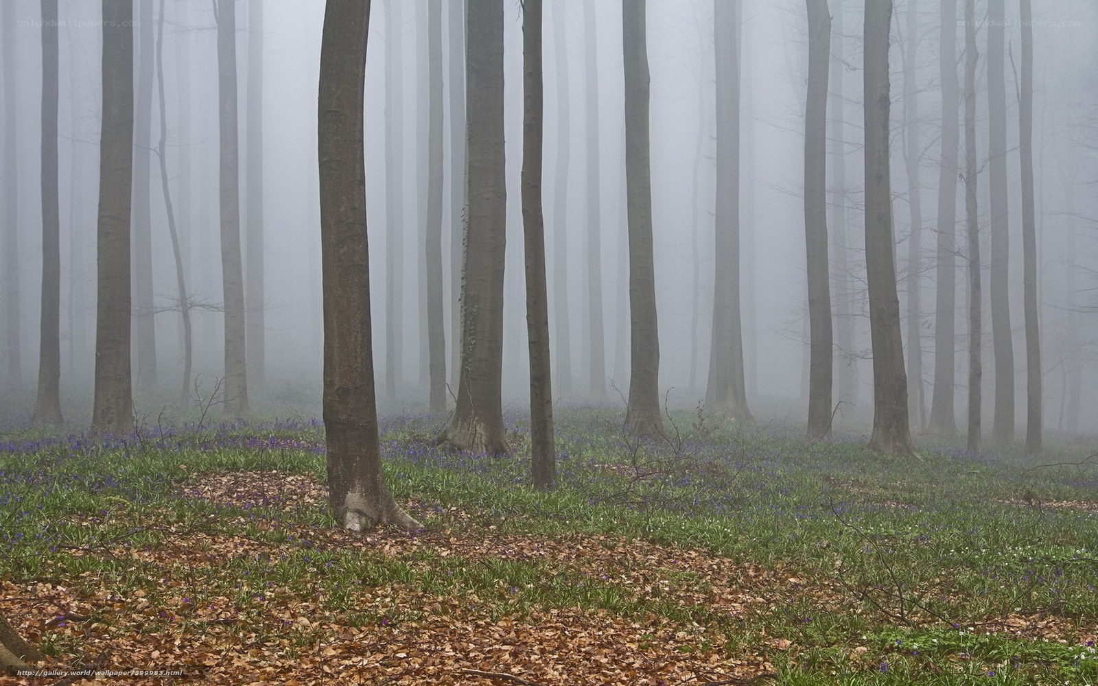 Foggy forest with bluebells