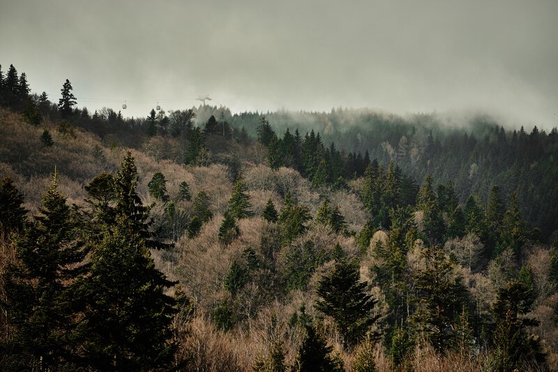 Foggy forest with cable cars