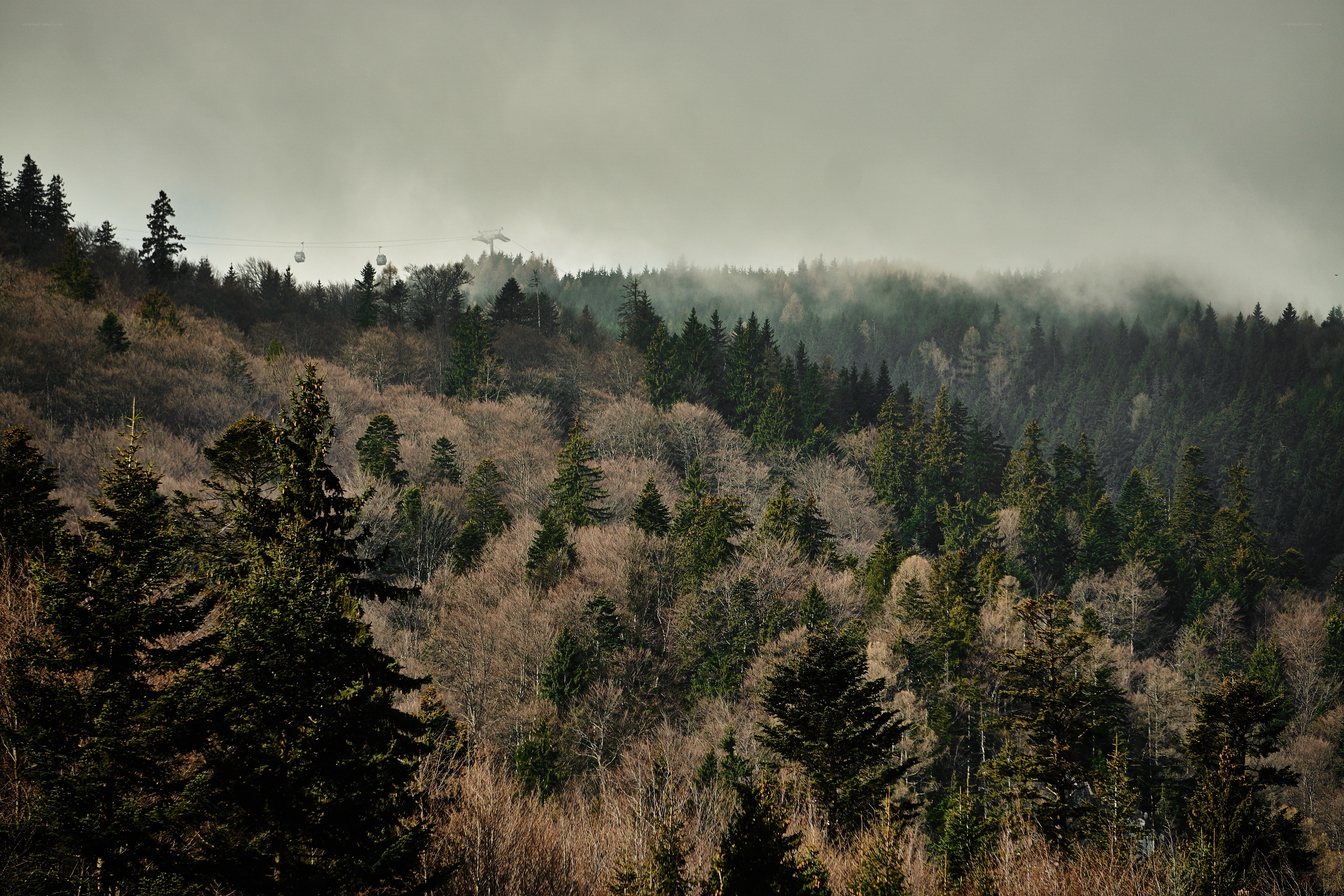 Foggy forest with cable cars