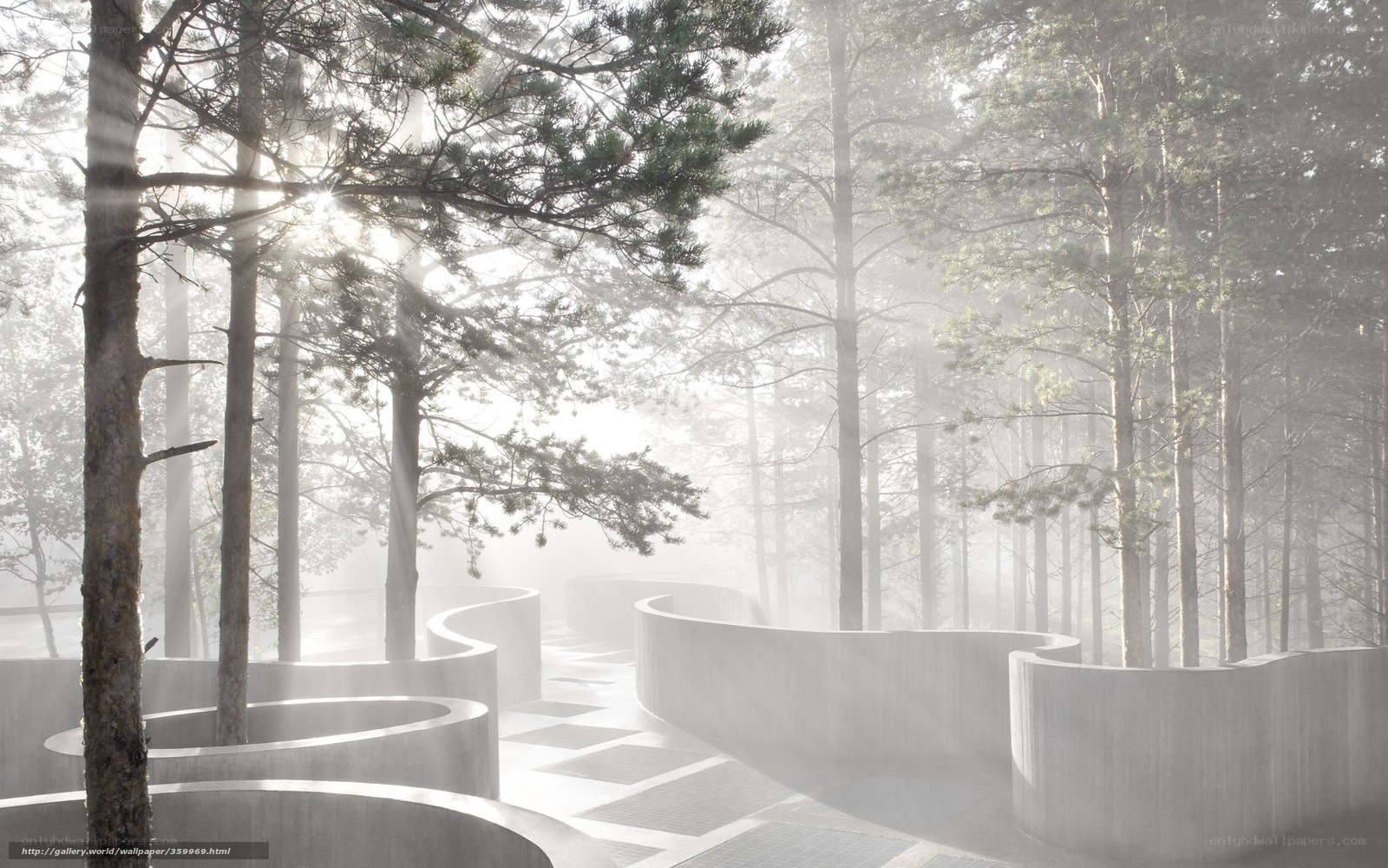 Foggy forest with concrete structures