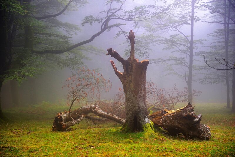 Foggy Forest with Dead Tree — Green