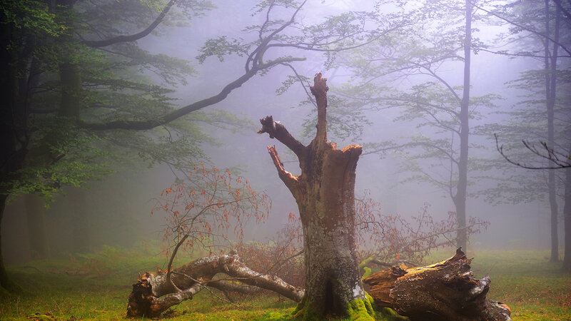 Foggy Forest with Dead Tree