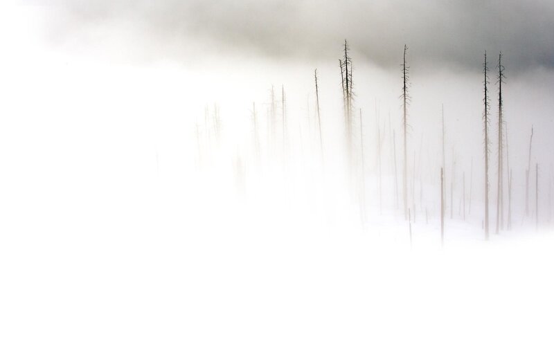 Foggy forest with dead trees