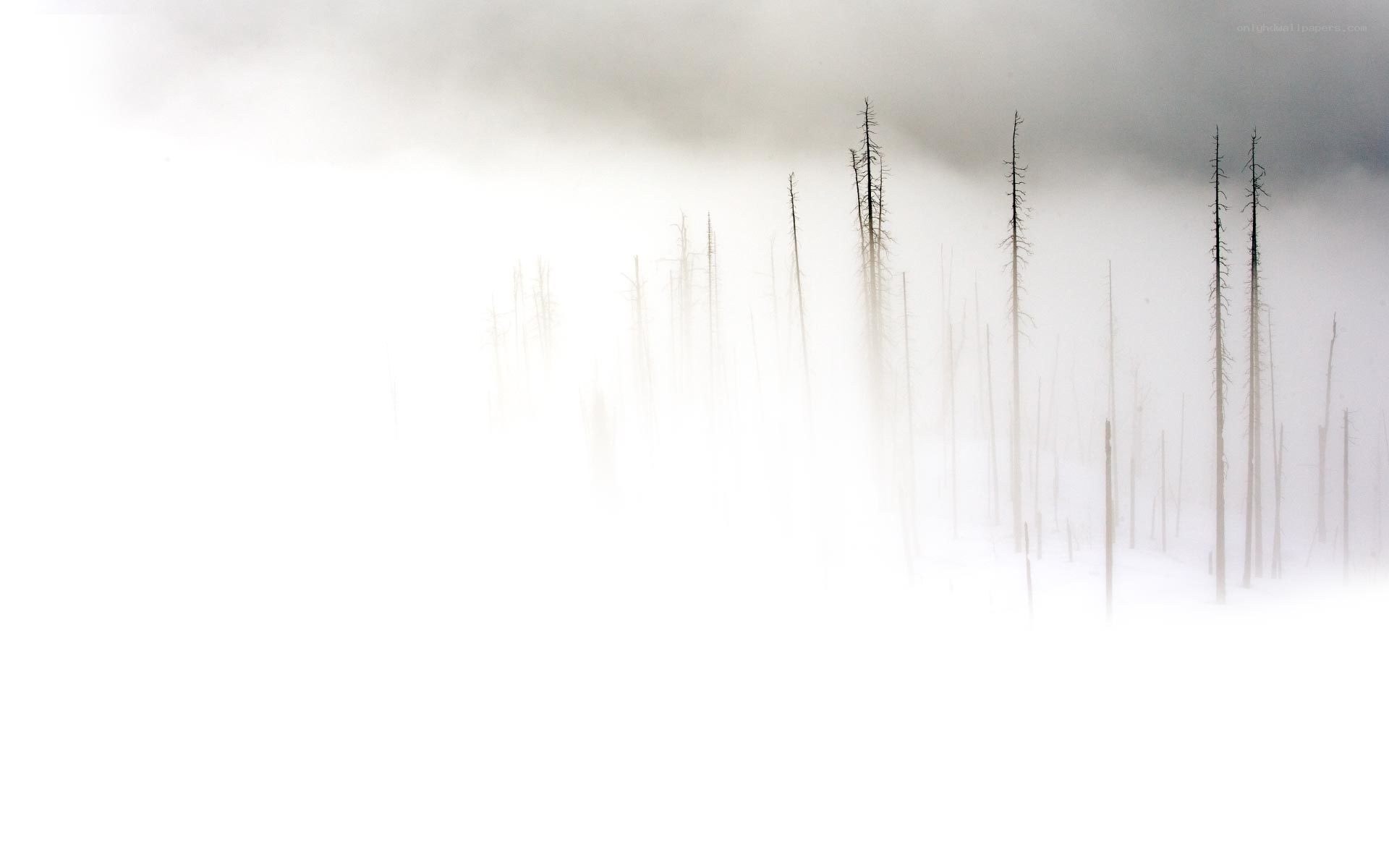 Foggy forest with dead trees