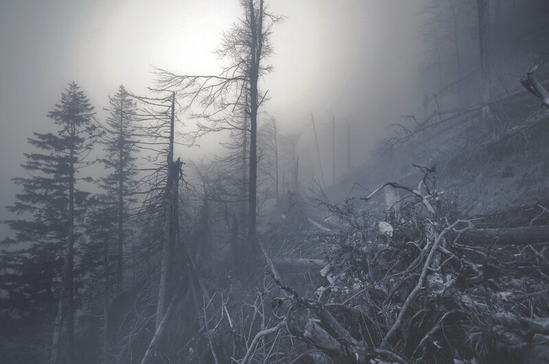 Foggy forest with dead trees