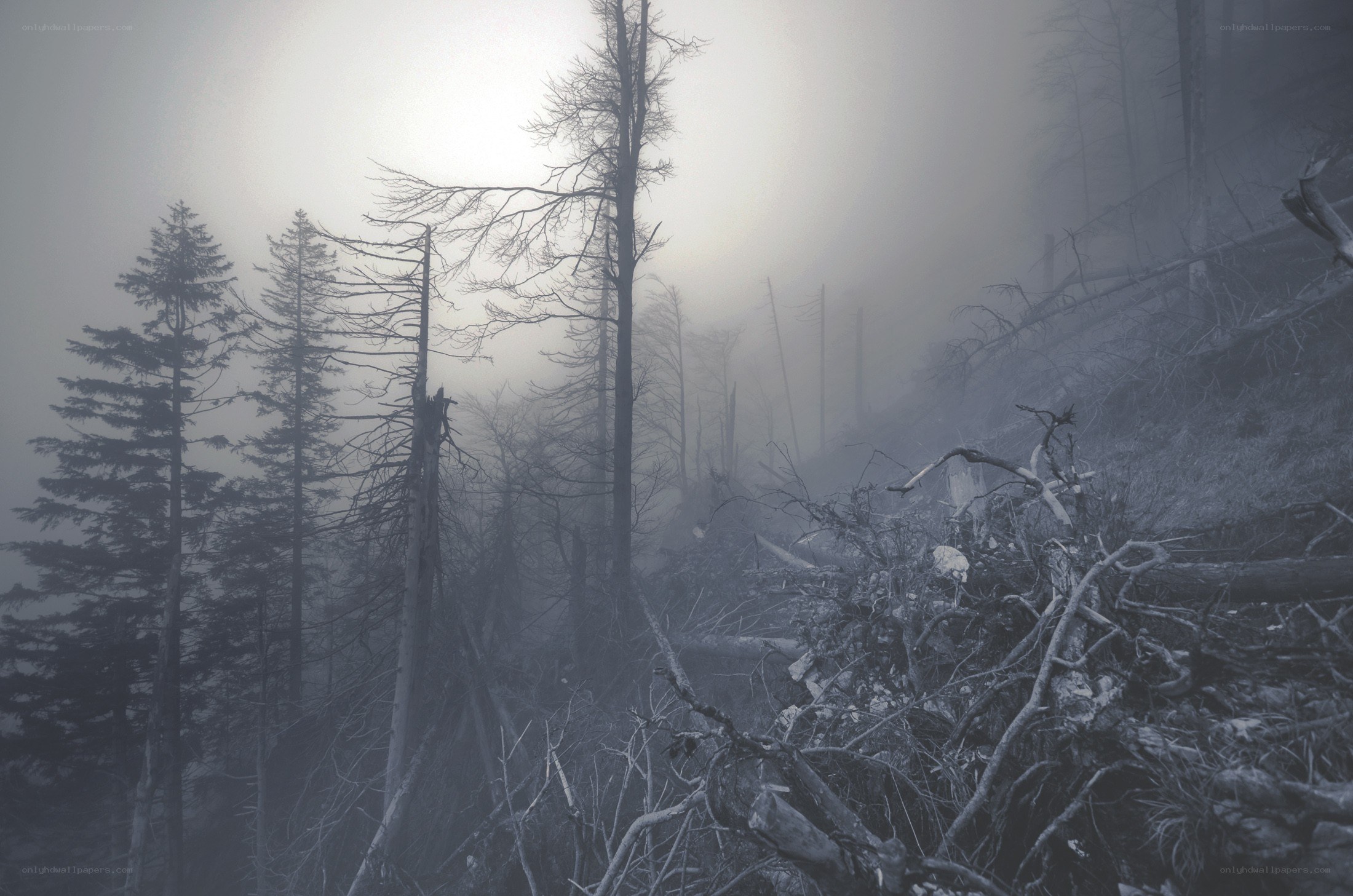 Foggy forest with dead trees