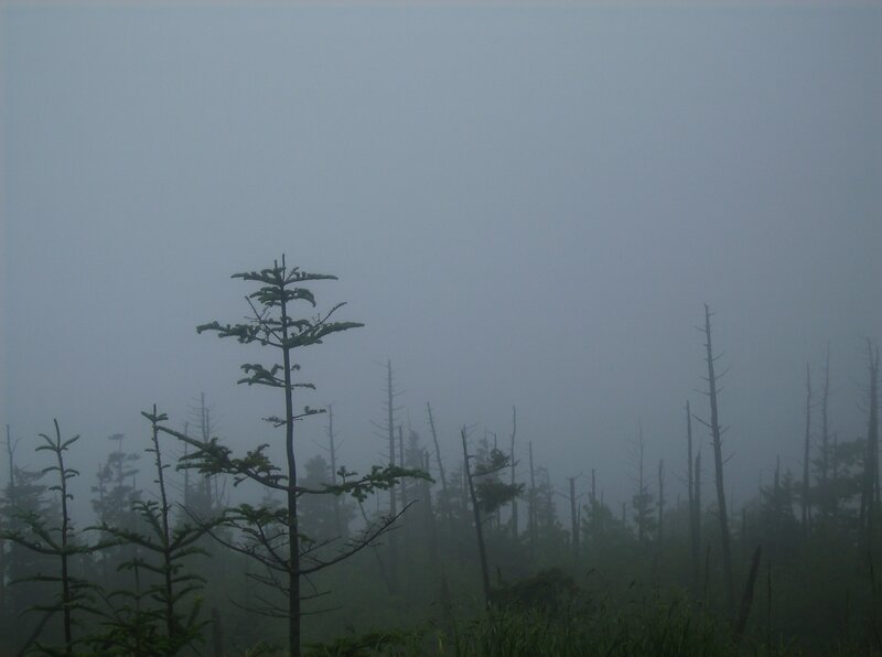 Foggy forest with dead trees