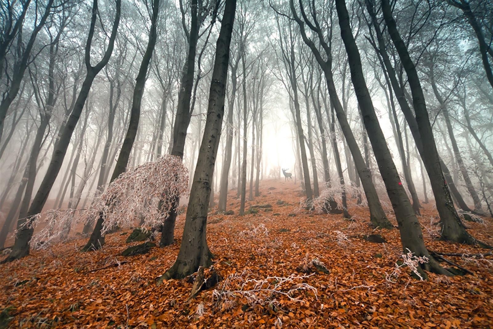 Foggy forest with deer