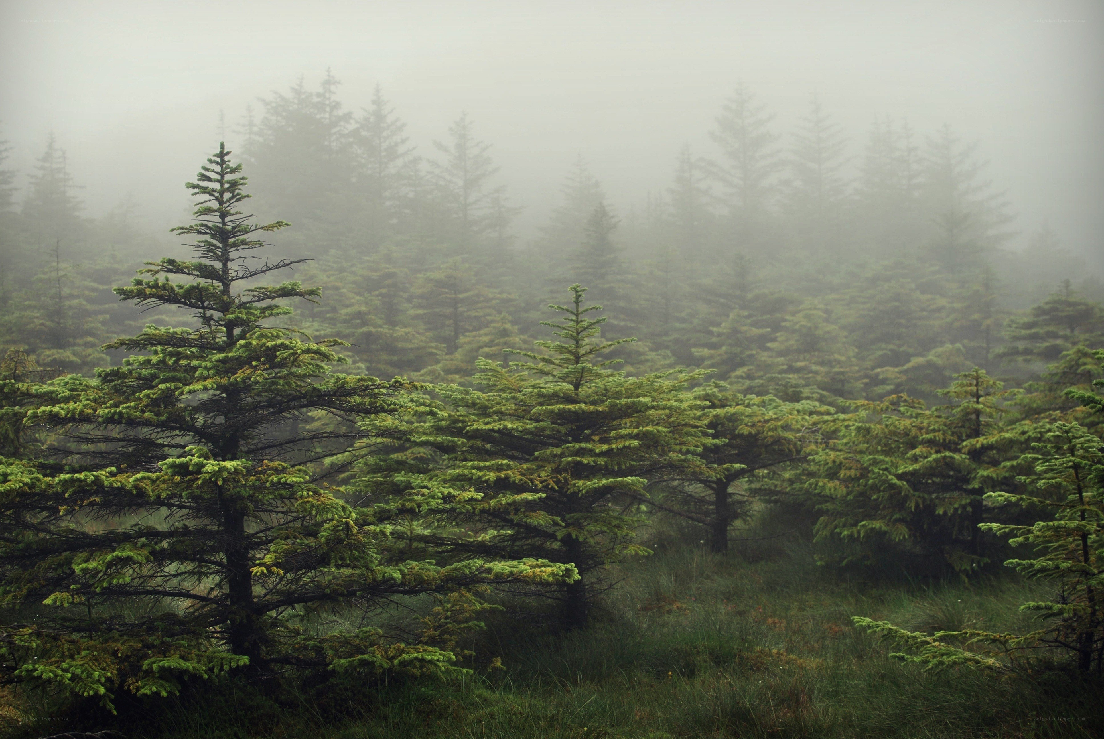 Foggy forest with evergreen trees