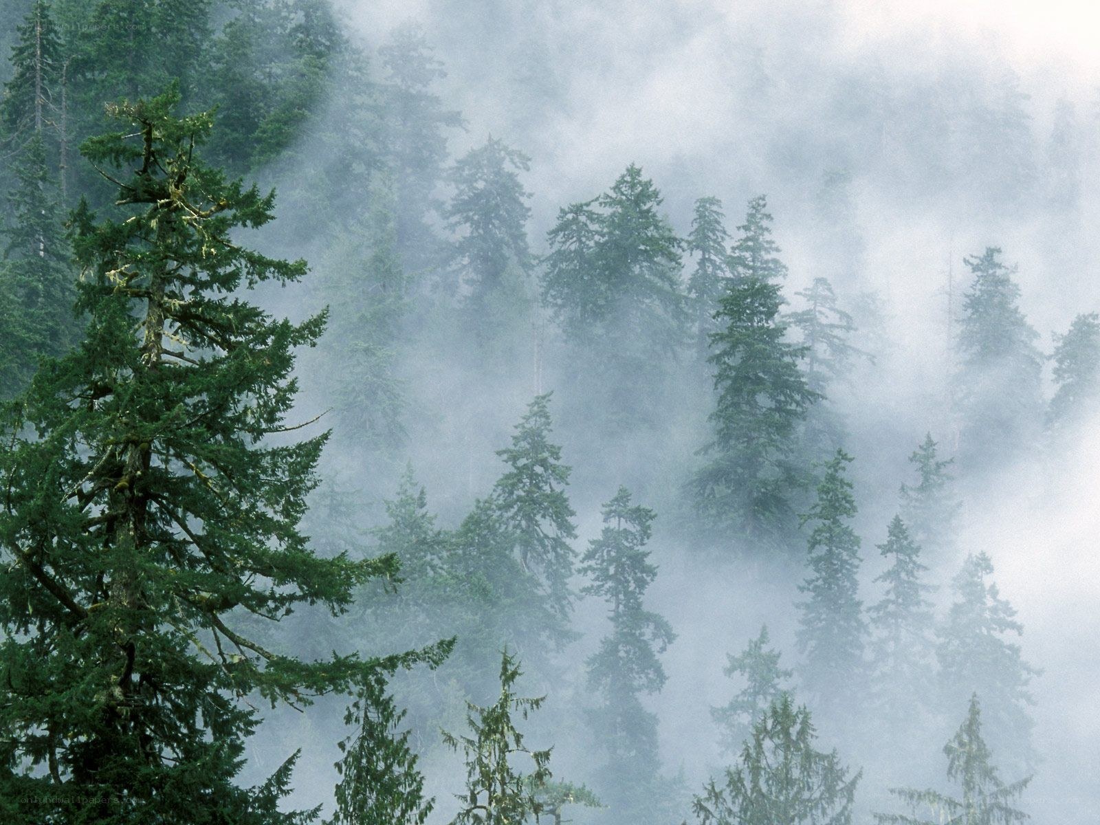 Foggy forest with evergreen trees