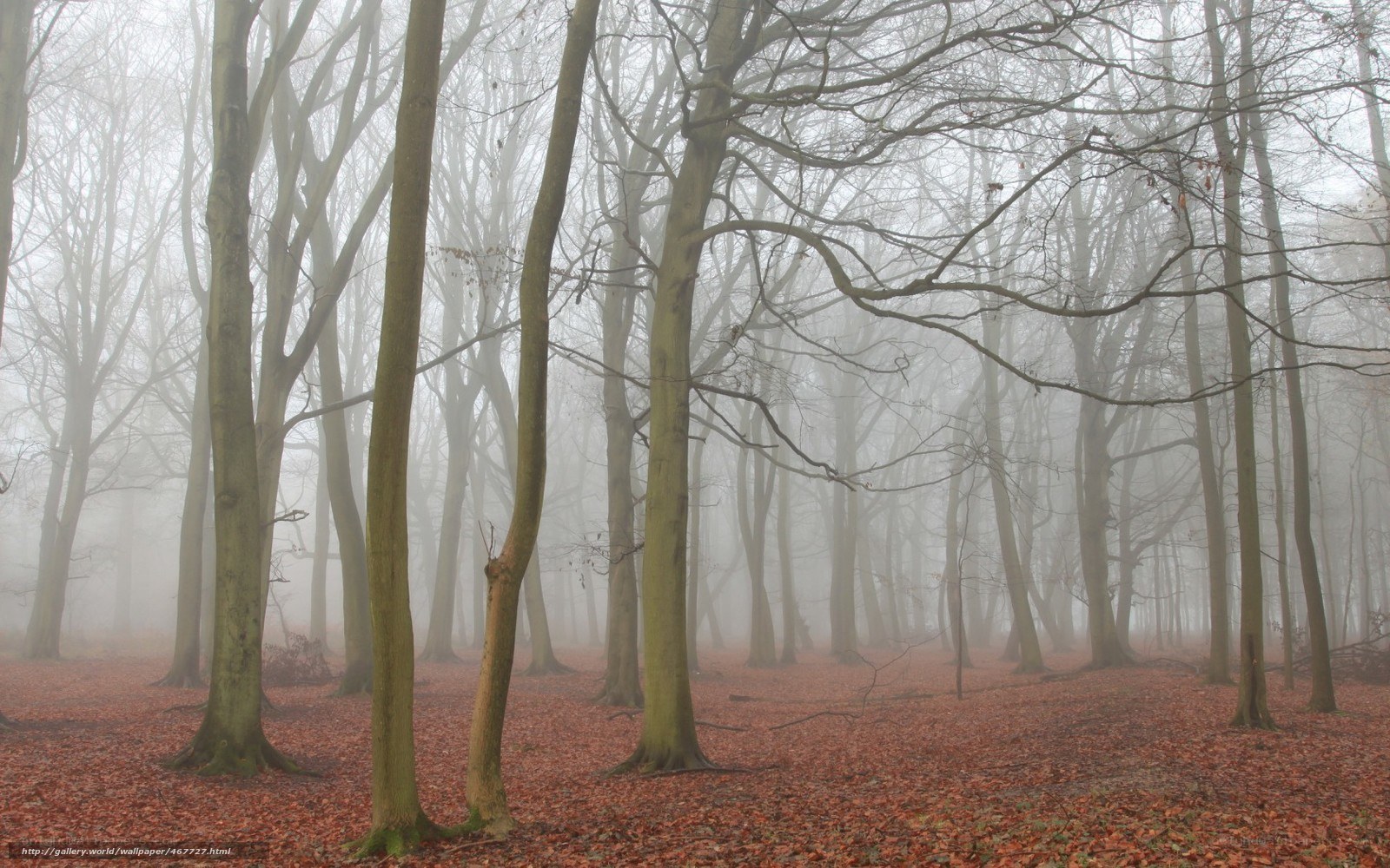 Foggy forest with fallen leaves