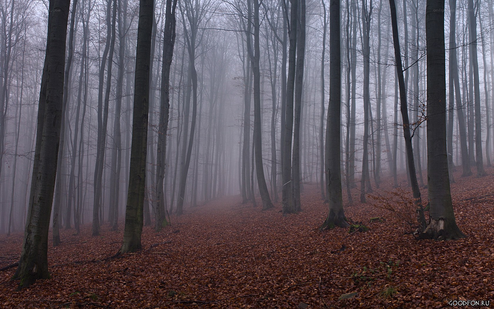 Foggy forest with fallen leaves