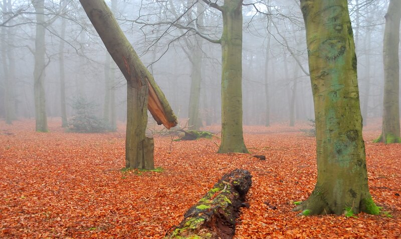 Foggy forest with fallen leaves