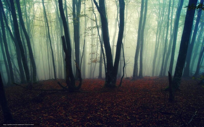Foggy Forest with Fallen Leaves — Green