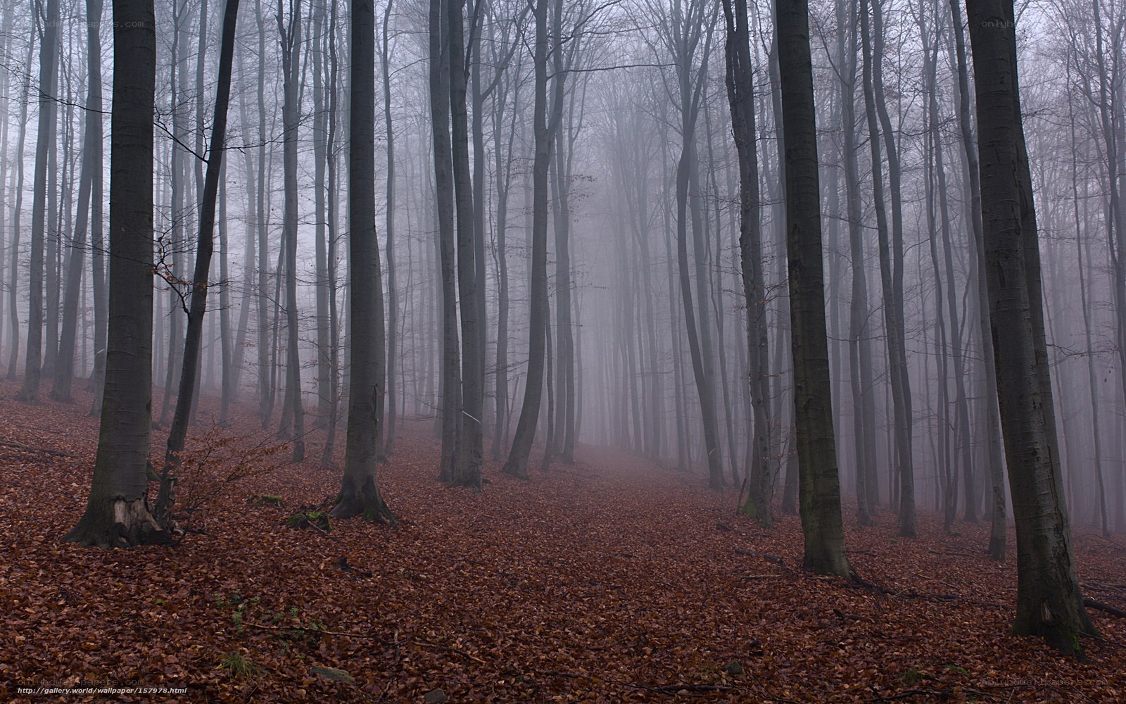 Foggy forest with fallen leaves