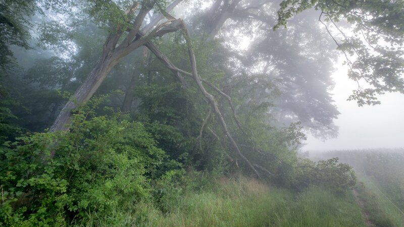 Foggy Forest with Fallen Tree — Green, Misty