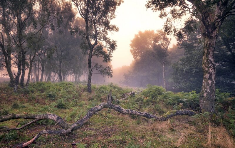 Foggy Forest with Fallen Tree — Green