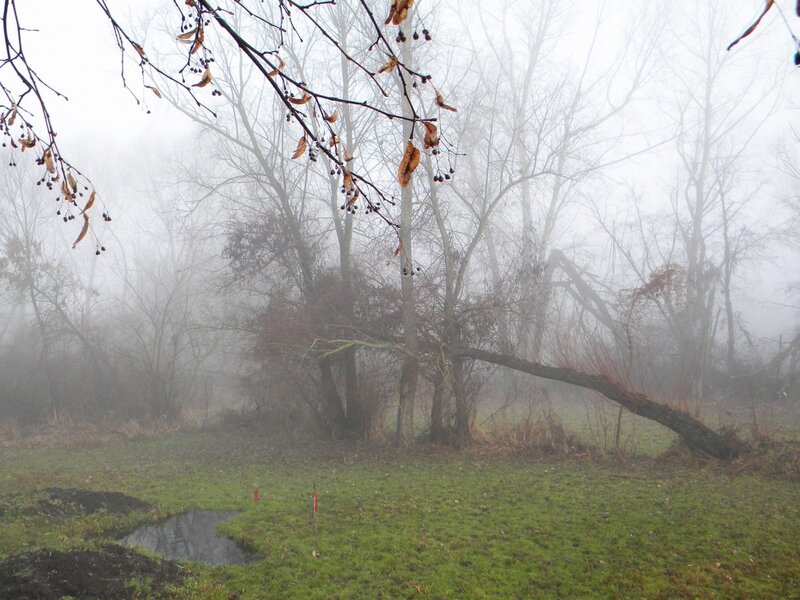 Foggy forest with fallen tree