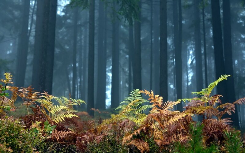 Foggy forest with ferns