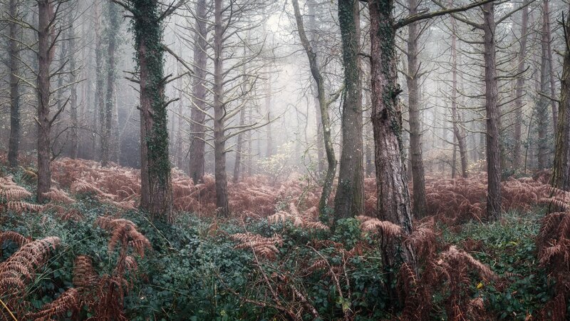 Foggy Forest with Ferns — Green, Misty, Autumn, Photograph