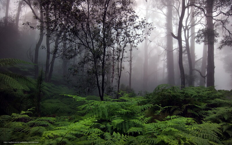 Foggy Forest with Ferns — Green, Misty, Morning, Photograph