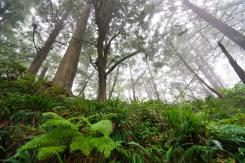 Foggy Forest with Ferns — Green, Misty