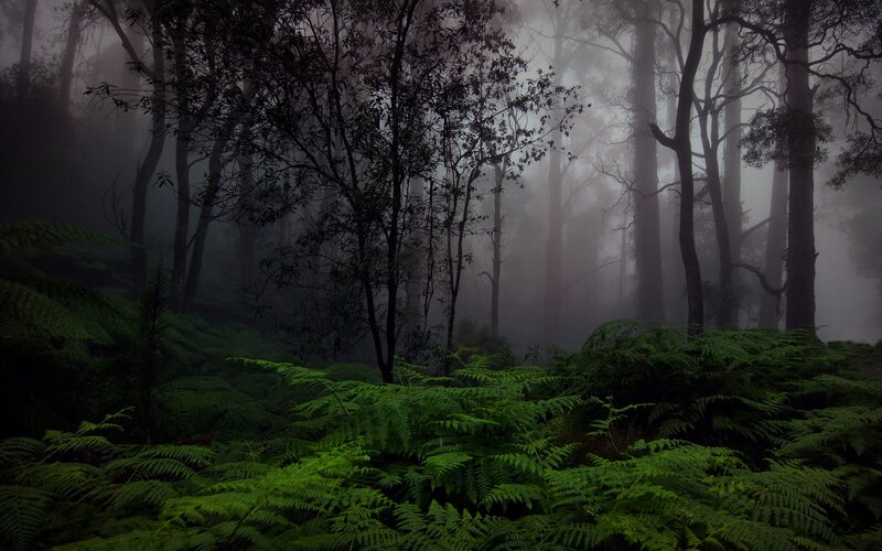 Foggy Forest with Ferns — Green, Mysterious